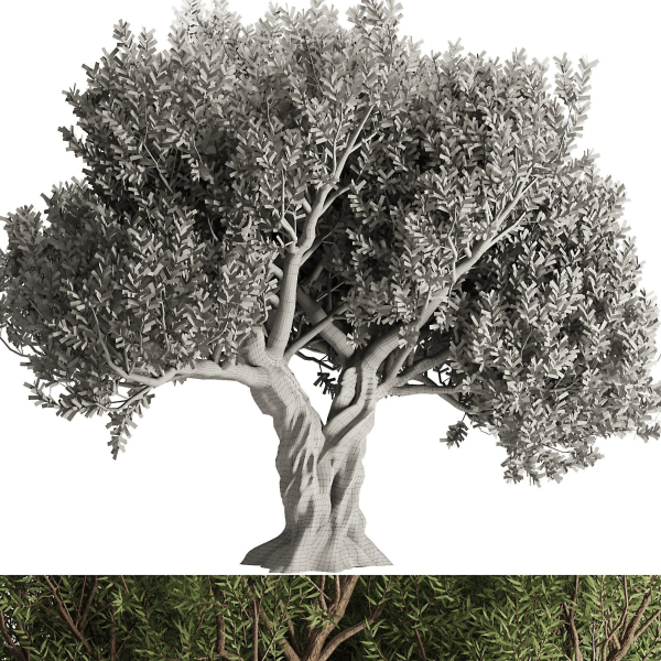 Olive Tree Set12