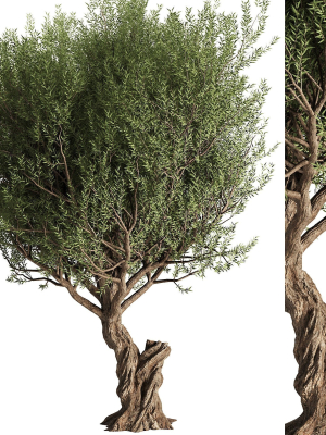 Olive Tree Set13
