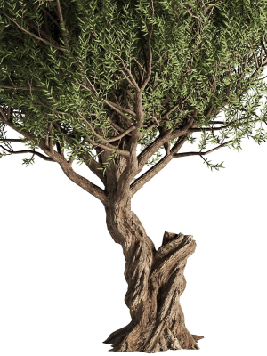 olive-tree-set13-3d-model-641e64201a
