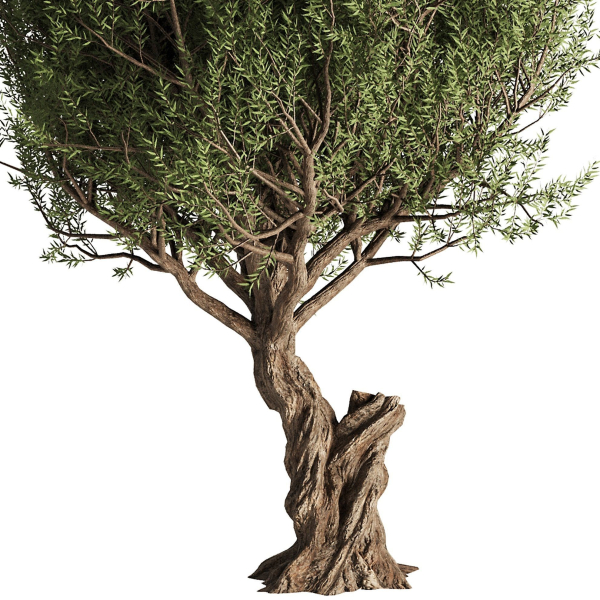 Olive Tree Set13