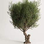 Olive Tree Set13
