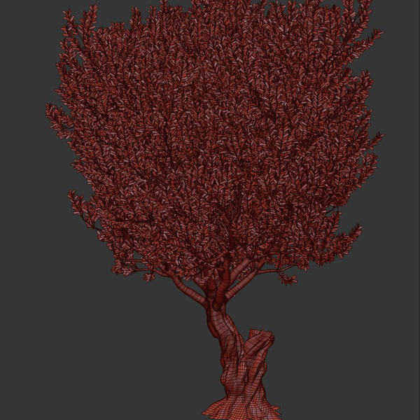 Olive Tree Set13