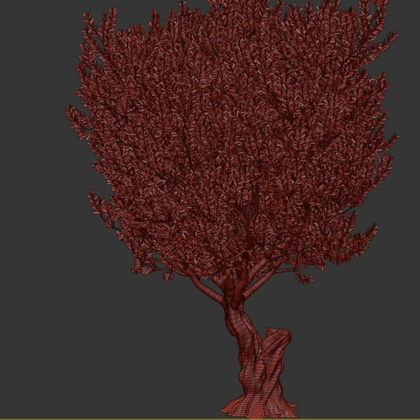 Olive Tree Set13