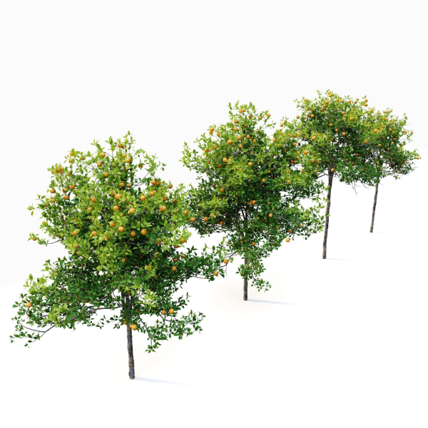 Orange tree