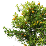 Orange tree