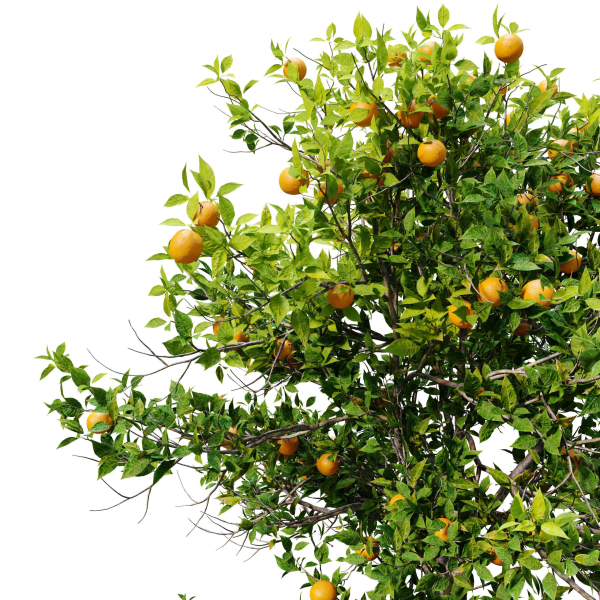 Orange tree