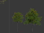 Orange tree