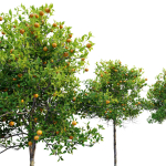 Orange tree