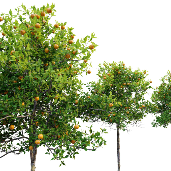 Orange tree
