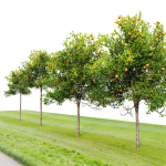 Orange tree