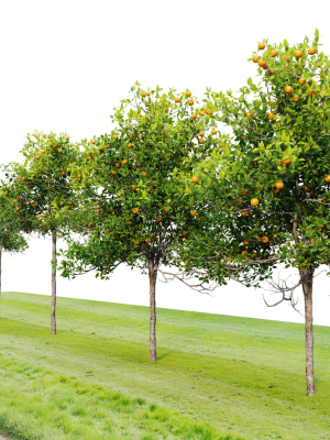 orange-tree-3d-model-c311ab2486