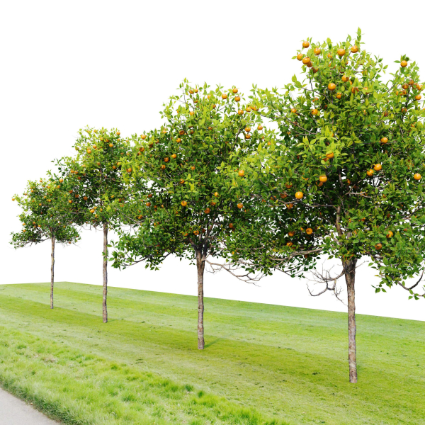 Orange tree