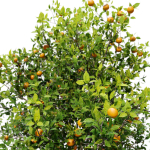 Orange tree