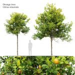 Orange tree