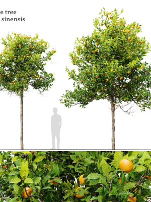 Orange tree