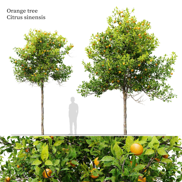 Orange tree