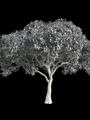orange-tree-7-3d-model-max-fbx