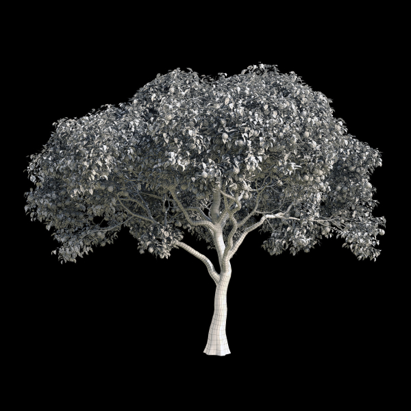 Orange Tree 7