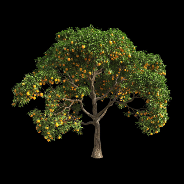 Orange Tree 7
