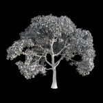Orange Tree 7