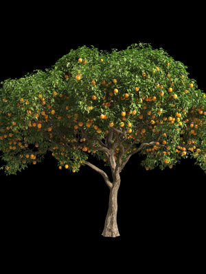 Orange Tree 7