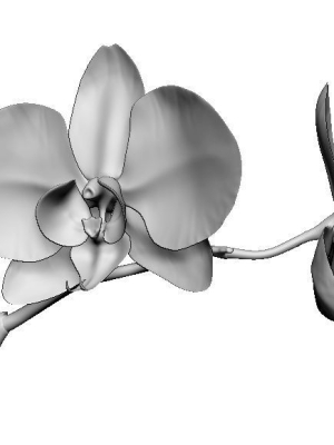 orchid-3d-model-obj-stl-ztl