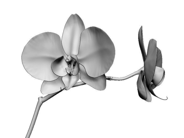 Orchid two orchids on stem