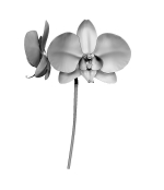 Orchid two orchids on stem