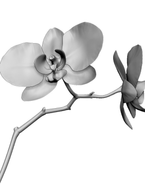 Orchid two orchids on stem