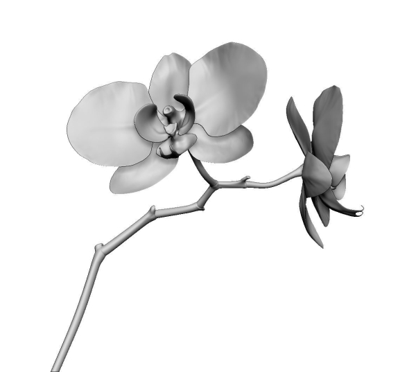 Orchid two orchids on stem