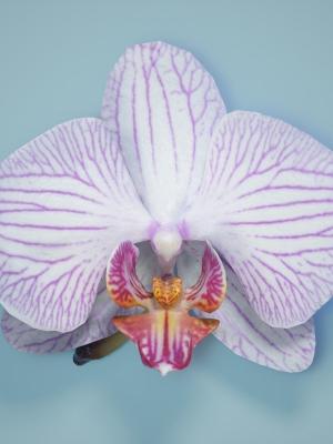 orchid-collection-3d-model-low-poly-obj-mtl-fbx-ma-mb-dxf-stl-dae