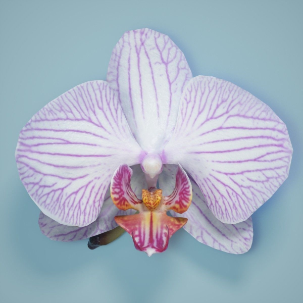 6 Orchids Flowers