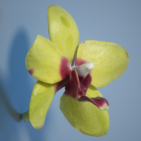 6 Orchids Flowers