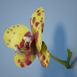 6 Orchids Flowers