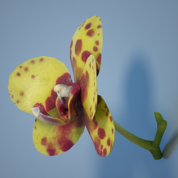 6 Orchids Flowers