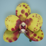6 Orchids Flowers