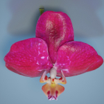 6 Orchids Flowers
