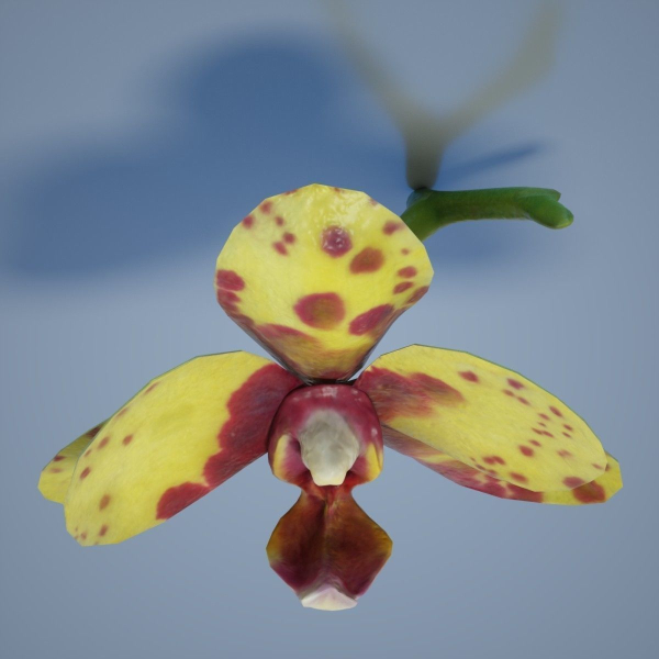 6 Orchids Flowers