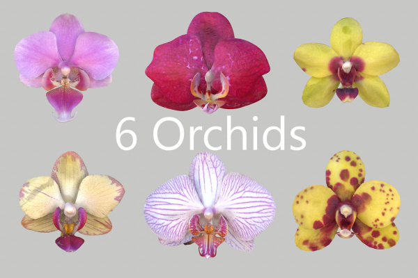 6 Orchids Flowers