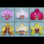 6 Orchids Flowers