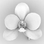 6 Orchids Flowers