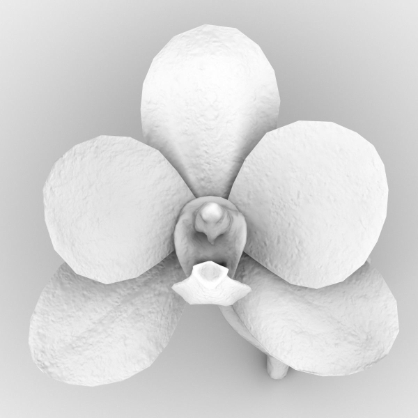 6 Orchids Flowers