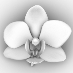 6 Orchids Flowers