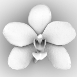 6 Orchids Flowers
