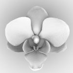 6 Orchids Flowers