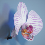6 Orchids Flowers