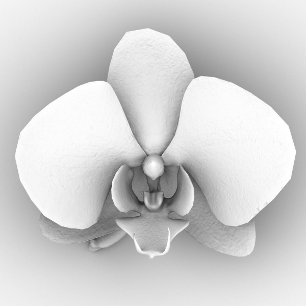 6 Orchids Flowers