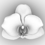 6 Orchids Flowers