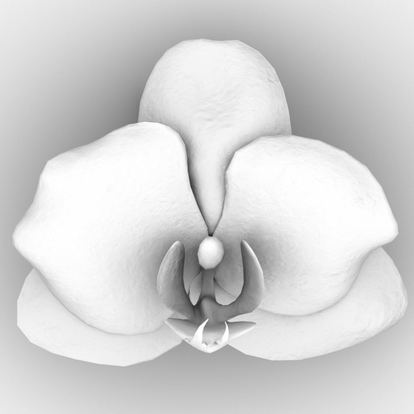 6 Orchids Flowers