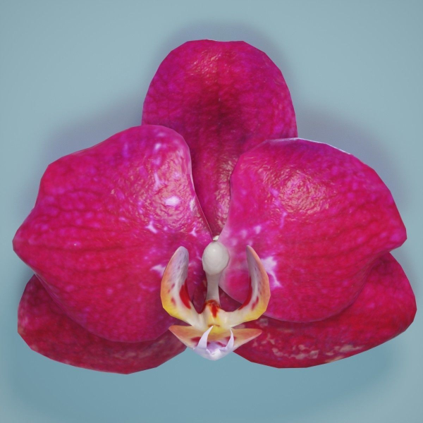 6 Orchids Flowers
